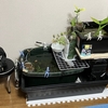 メダカを飼って73週目「このまま室内でもいいかも？」のハナシ〈mata.〉