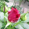 自宅庭の花壇に咲く薔薇(2)