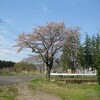 本日の桜