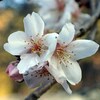 京王線・高尾山口駅市営駐車場の【冬桜（ふゆざくら・フユザクラ）】