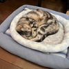 最近恥ずかしい思いをしたこと