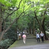 ～神社のハシゴ  🌄