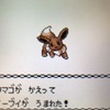 【ポケモン金銀】イーブイを入手して卵を孵化させてみた【攻略日記】