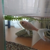 金魚の一匹飼い & 水槽へ足し水
