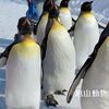 旭岳スキーは中止！旭山動物園ペンギン大行進～OMO7旭川by星野リゾート今季2回目の2日目