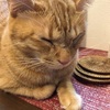 ねむ、ねむ、ねむ・・・