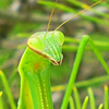 たくさんいる中の一匹のカマキリ