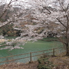 まだ桜・・・そして種まき