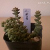 【気になる多肉植物】　オリビア・小米星　