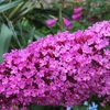ブッドレアの花