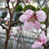 団地の桃の花が咲いていました。
