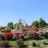 花久の里バラまつり開催中！ローズガーデンの見頃はいつ？2025年開花状況｜こうのす花まつり（埼玉県鴻巣市）