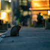 近隣繁華街のねこさん