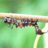 怪獣シャッチーと呼びたい本家シャチホコガ幼虫