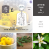 【二十四節気の香り養生】冬至（とうじ）：2024年は12/21