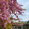 三条大橋の河津桜。