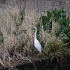 Ardea alba　ダイサギ