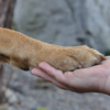 犬たちからお手をどうぞと言われるようにリードでつながって歩きたいと思います。