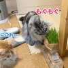 ついに猫草デビュー！