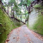 《千葉大網白里市》金谷郷の切通し。魅力的なOld road。