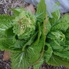 【野菜作り】 秋植え野菜⑩ 白菜