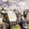 🌸桜咲く上杉神社〰️散策