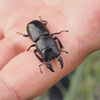 ヒラタクワガタは珍しいの？