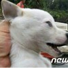 韓国「動物保護センターが犬を虐待」した疑い