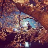 夜桜