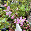 今日の桜 03/14