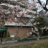 桜３分咲き？