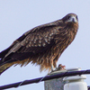 野鳥撮影・トビ（鳶）