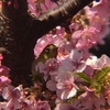 桜とメジロ〈230303〉Cherry blossoms and White-eye