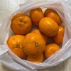 みかんが届きました！