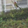 ▼蜘蛛を撮るⅤ