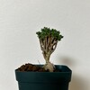 【観葉植物】根塊…でなく塊根植物をひとつ手に入れた