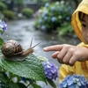【生活科】梅雨に見つけたカタツムリの飼い方！餌や必要な飼育ケースを徹底解説
