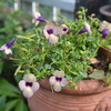 秋冬野菜が元気！＊庭の花
