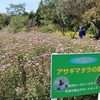 10月22日の「アサギマダラの楽園」の状況