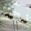 憧れの千葉都市モノレールに乗って、千葉市動物公園に行ってきた