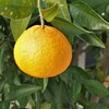 夏みかん