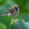 🐤不忍池でスズメを撮影しました❁