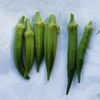 夏野菜栽培日記：今年の反省会（トウモロコシ、オクラ等）