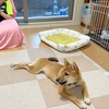 柴犬「きび」が来てから55日目【ガムが大好き】