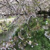 満開の桜 2017