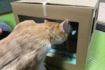 里親探し猫カフェ～おっぽ～