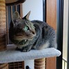 今日はお休みします。