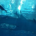 ここは私が住んでいる海