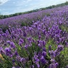 とっても素敵なMayfieldのラベンダー畑♫