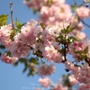 長男んちの桜・・②